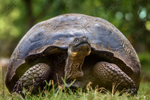 Ecuador, Galapagos Islands, Santa Cruz highlands. Galapagos giant tortoise portrait.