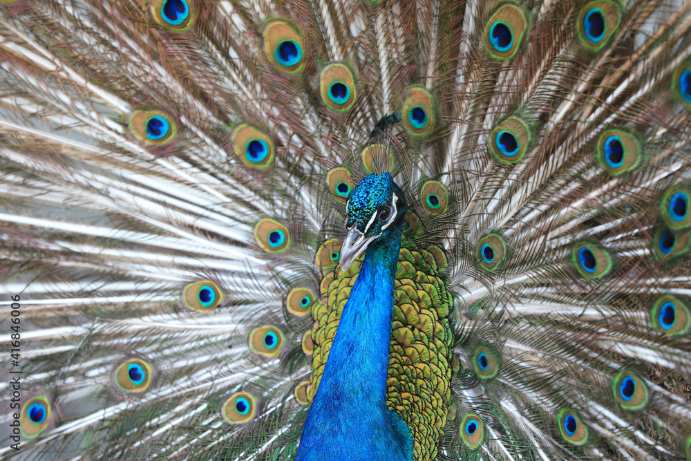 Obraz premium Peacocks display beautiful feathers in the farm, North China