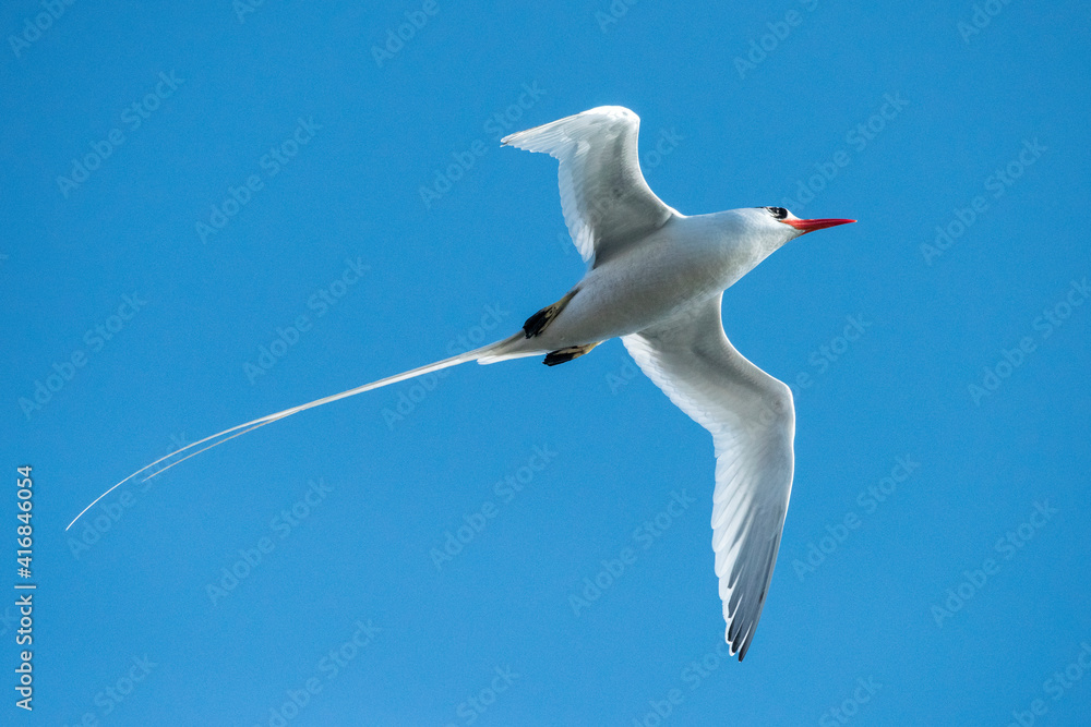 Obraz premium Ecuador, Galapagos Islands. Red-billed tropicbird in flight.
