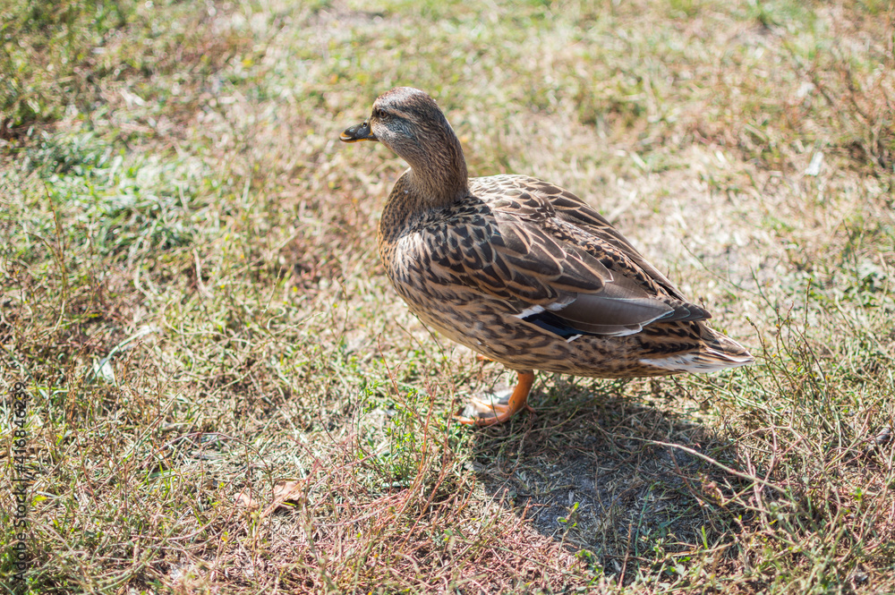 Female mallard duck close-up on withered grass Female mallard duck close-up on withered grass
