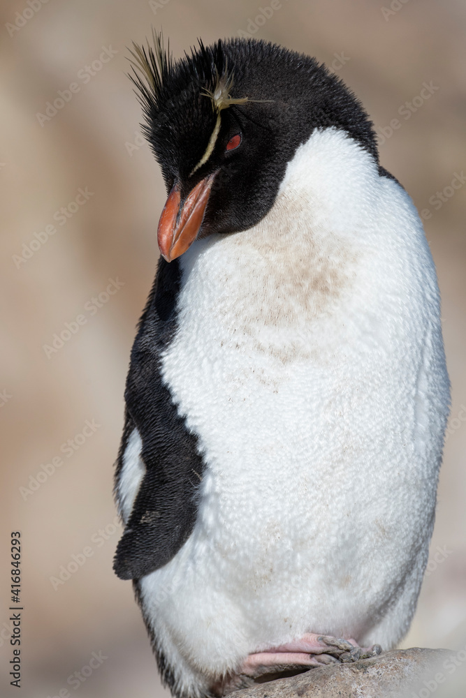 Obraz premium Falkland Islands, New Island. Adult rockhopper penguin (Wild: Rockhopper, Eudyptes chrysocome)