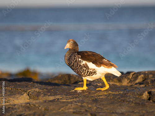 Kelp Goose, female in tidal area, Falkland Islands. photo