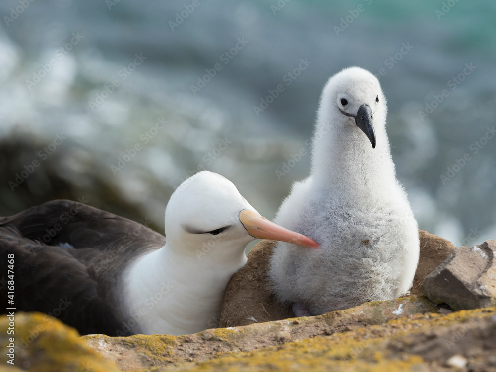 Fototapeta premium Chick on tower-shaped nest with adult. Black-browed albatross or black-browed mollymawk, Falkland Islands.