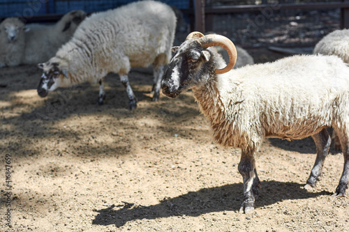 A ram standing in the corral at farm with sheep behind