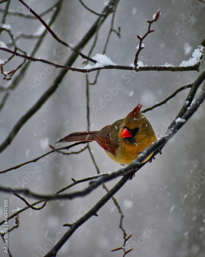 Female Northern Cardinal perched on a branch in the snow
