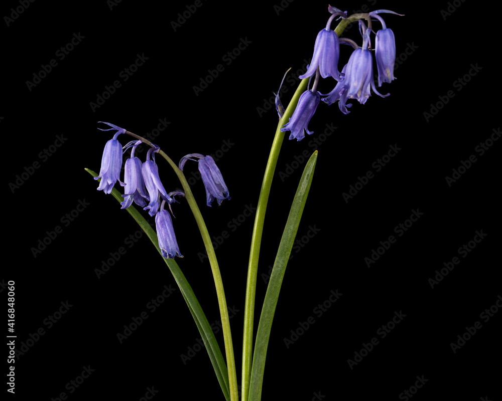Violet flower of scilla , bluebell flower, isolated on black background