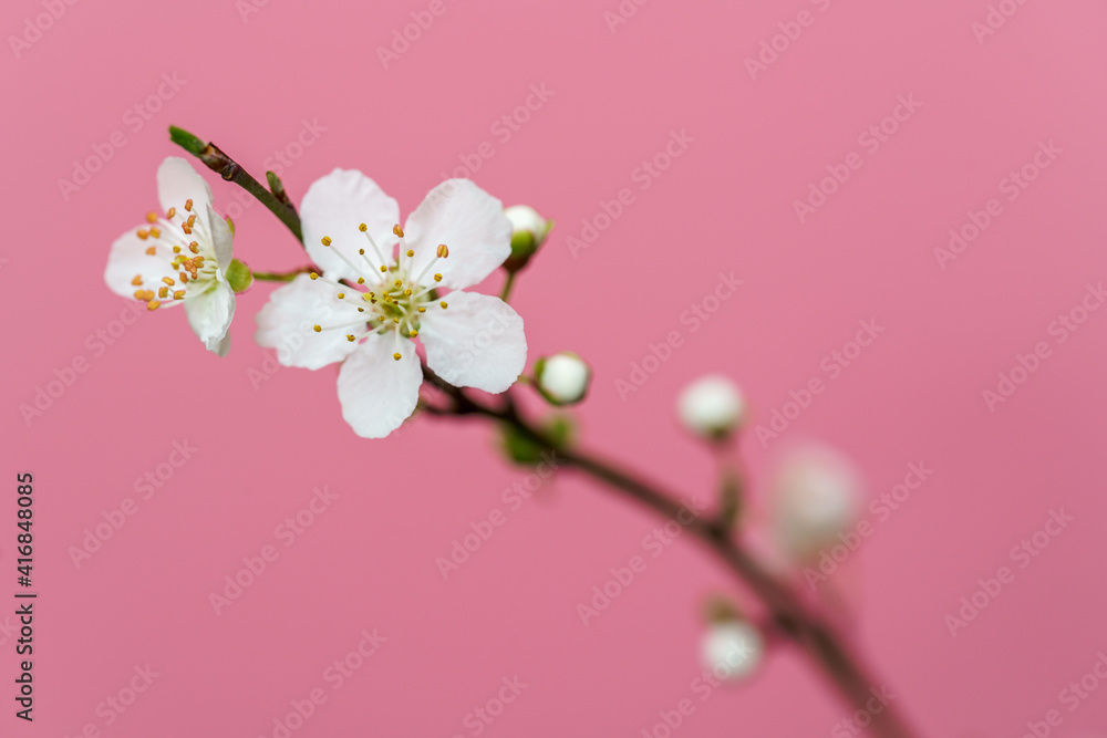 Plum Blossom on Pink