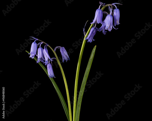 Obraz na płótnie Violet flower of scilla , bluebell flower, isolated on black background w salonie