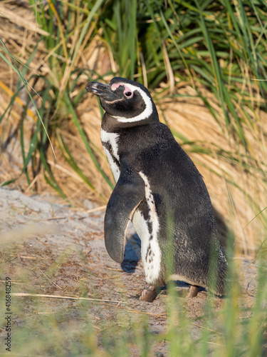 Magellanic Penguin. Breeding area in the tussock belt, the natural vegetation on Subantarctic islands, Falkland Islands.