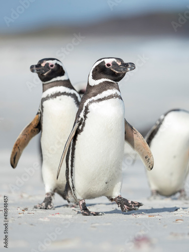 Magellanic Penguin, Falkland Islands.