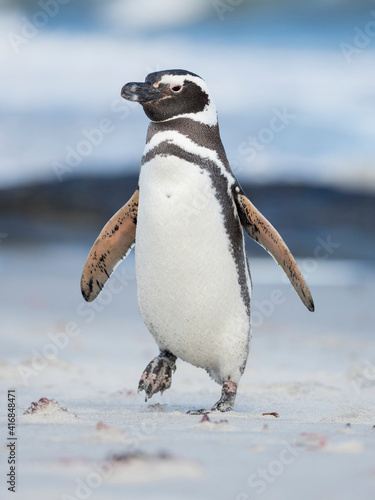 Magellanic Penguin, Falkland Islands.