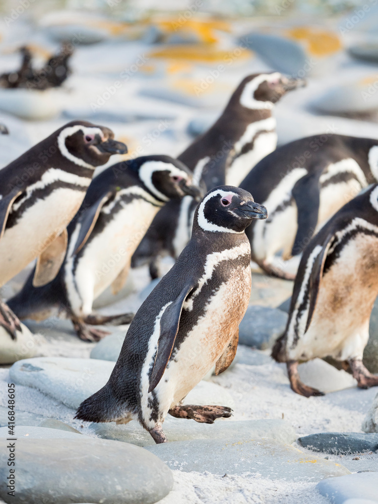 Obraz premium Magellanic Penguin, Falkland Islands.