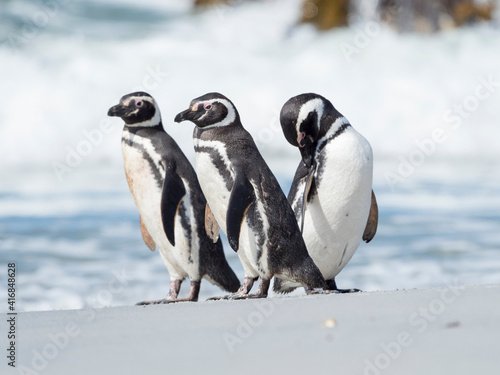 Magellanic Penguin, Falkland Islands. photo