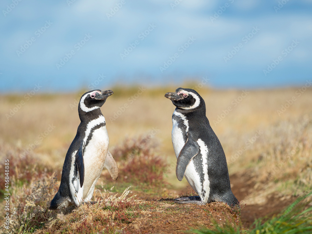Obraz premium Magellanic penguin social behavior in a group, Falkland Islands.