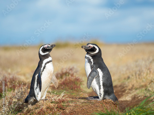 Magellanic penguin social behavior in a group, Falkland Islands.