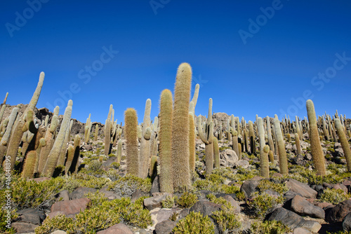 Giant cardon cacti (Echinopsis atacamensis) on Isla Incahuasi, Salar de Uyuni, Bolivia photo