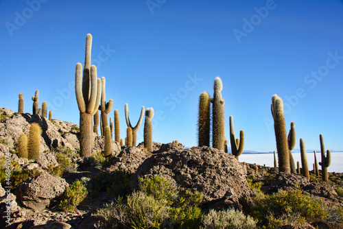 Giant cardon cacti (Echinopsis atacamensis) on Isla Incahuasi, Salar de Uyuni, Bolivia photo