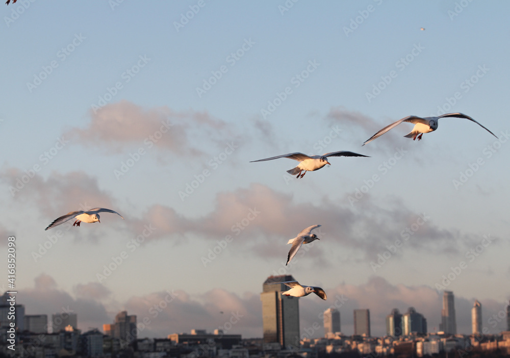 istanbulda kent görünümü ve doğa beraber