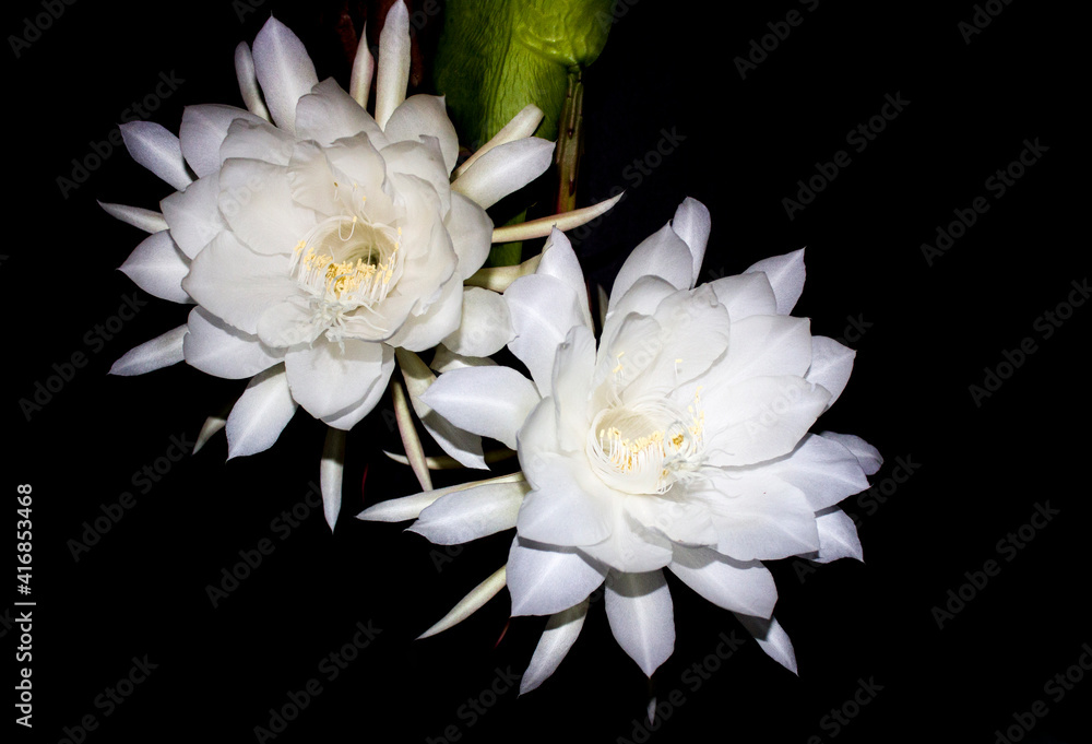 flores del baile hermosas dura una sola noche al otro dia muere una dicha verla flores del baile hermosas dura una sola noche al otro dia muere una dicha verla