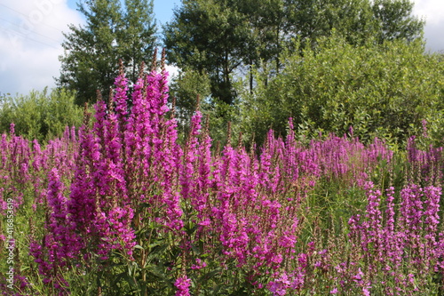 bright pink flowers grow in the summer in the grass in the forest
