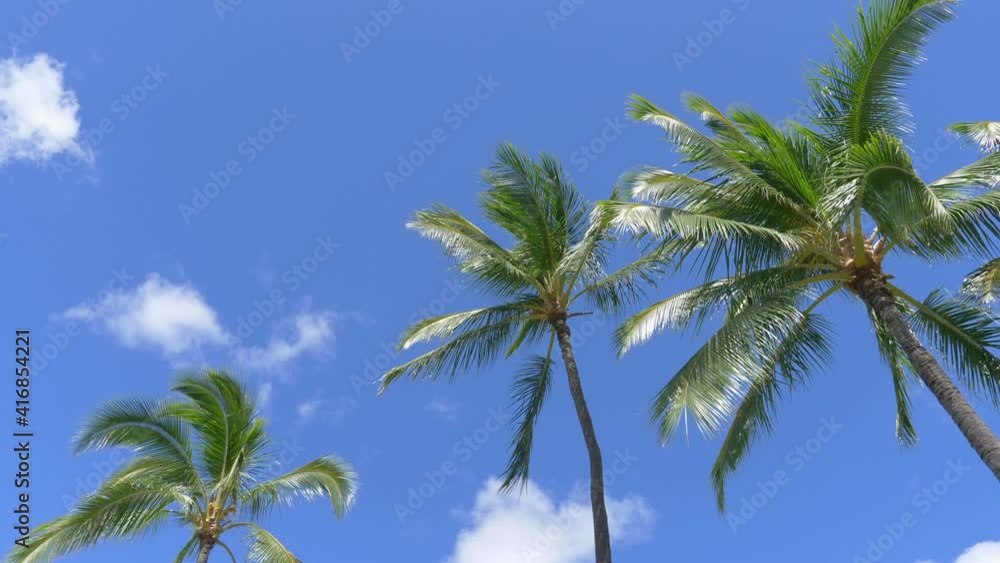 Car POV on palm trees in Hawaii in 4k slow motion 60fps Car POV on palm trees in Hawaii in 4k slow motion 60fps