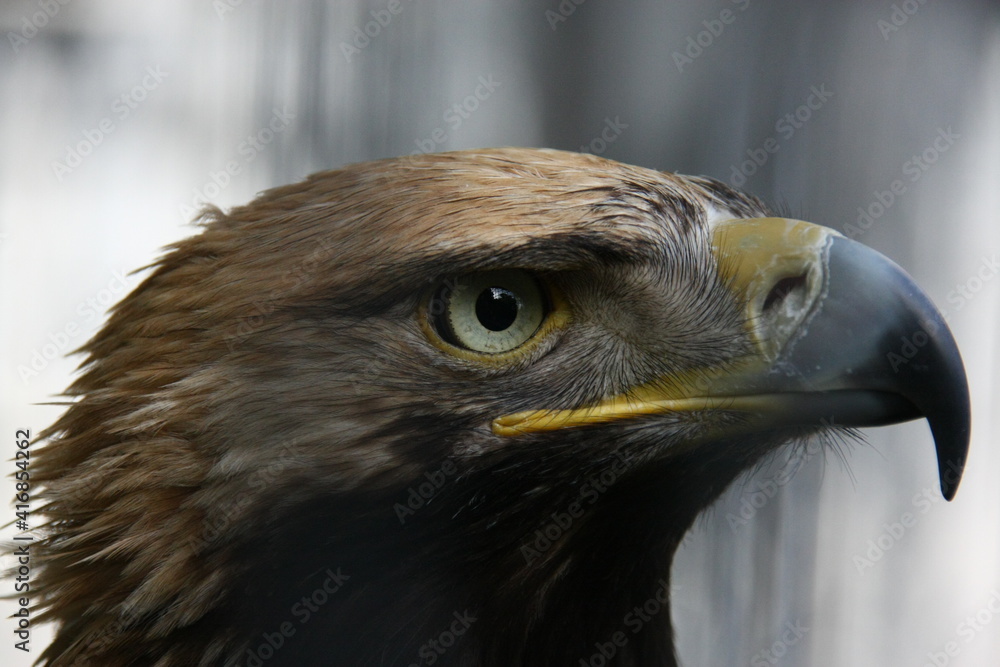 Fototapeta premium close up of a eagle