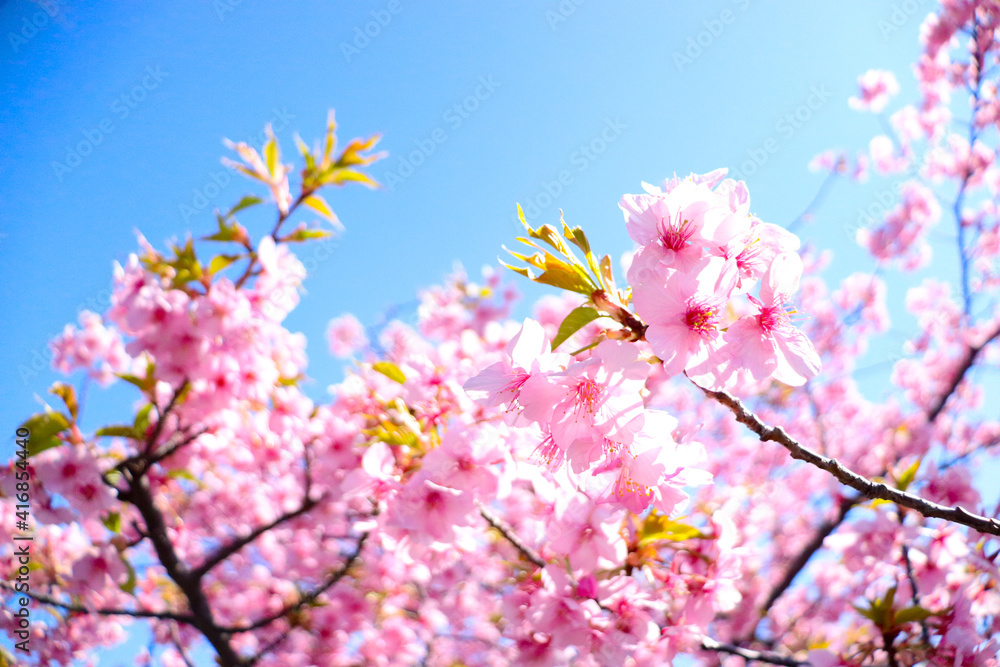 桜 サクラ さくら 美しい かわいい きれい 鮮やか ピンク 青空 卒業 入学 満開