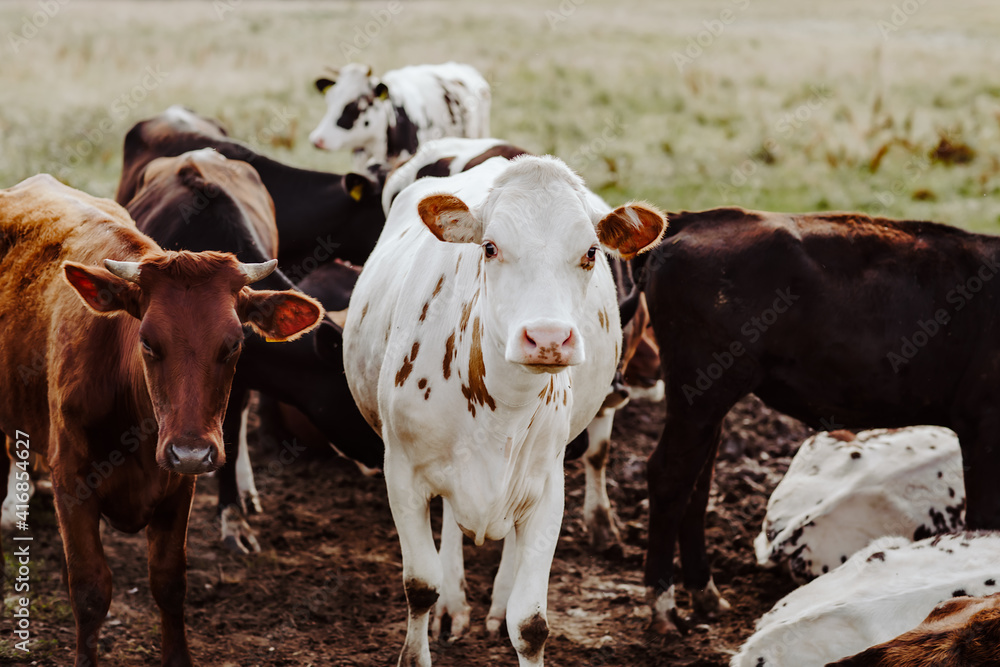 cows in the field