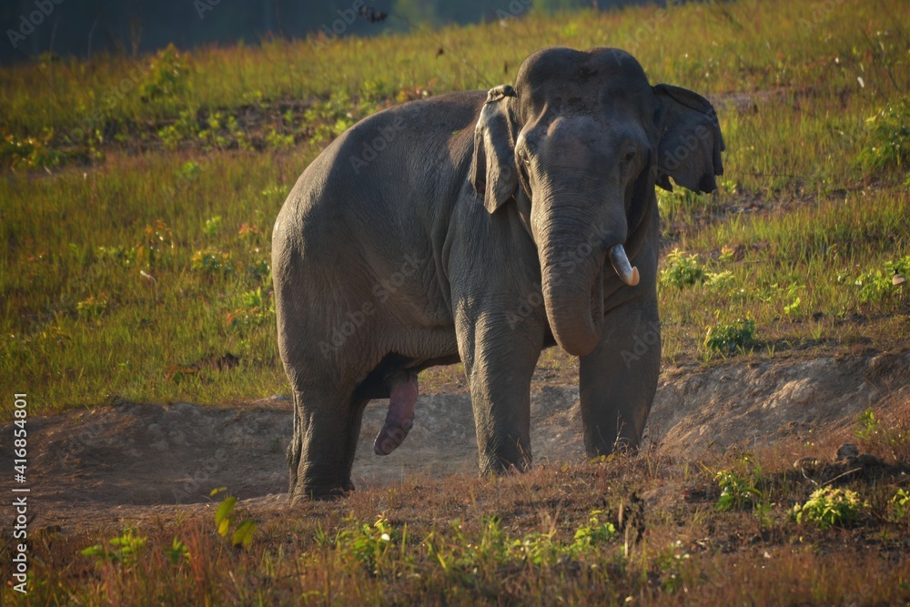 Why Do Elephants Secrete From Their Temples at Ruben Williams blog