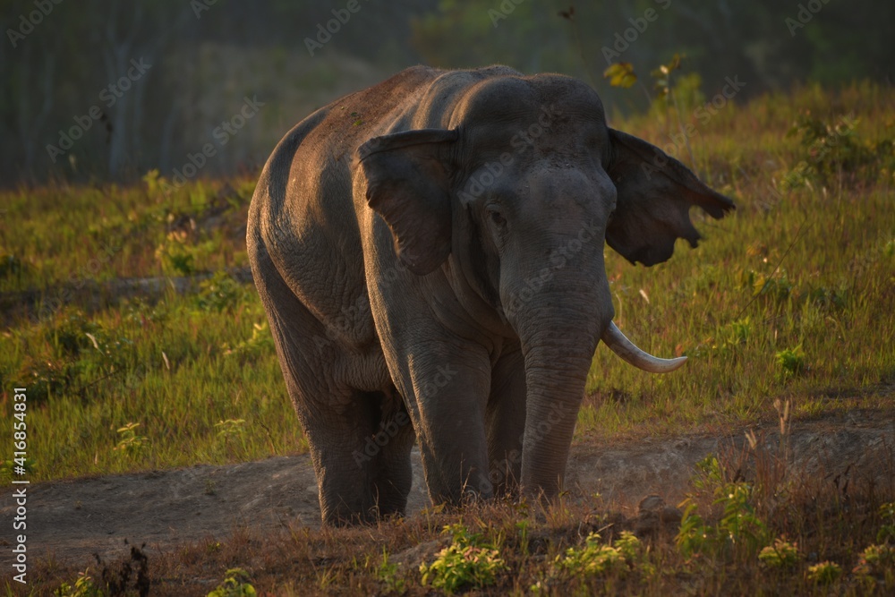 Obraz premium An elephant that drives secret secretions from the gland opening on the side of the elephant's temple Sometimes referred to as 