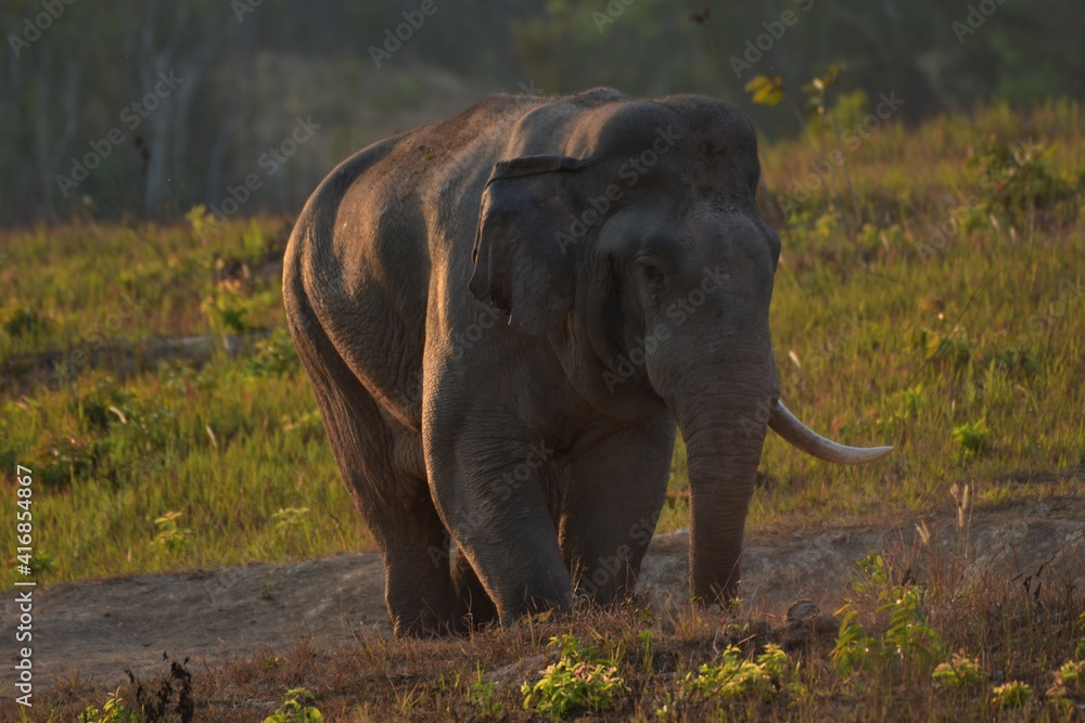 An elephant that drives secret secretions from the gland opening on the