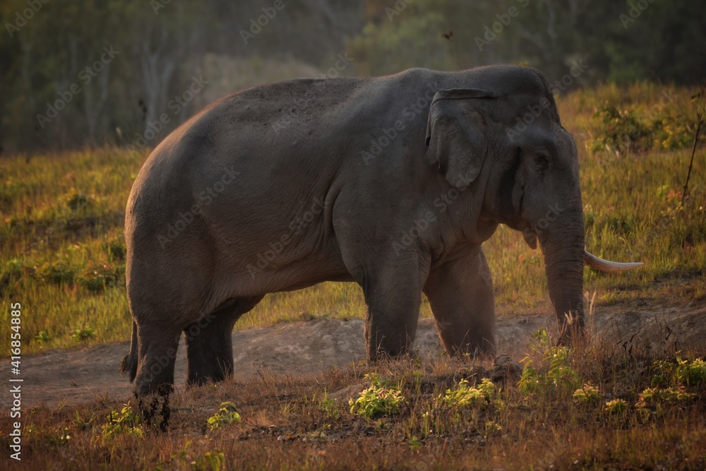 Naklejka premium An elephant that drives secret secretions from the gland opening on the side of the elephant's temple Sometimes referred to as