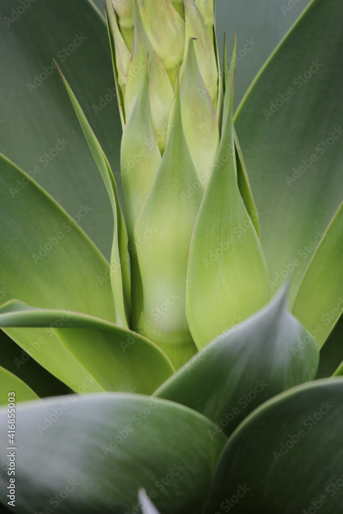 close up of an agave plant close up of an agave plant