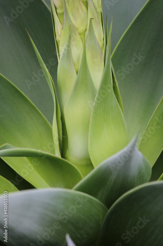 close up of an agave plant 