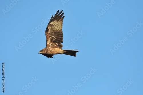 The tail is less pointed than the black hawk. The body hair is dark brown  but lighter than the black hawk. White face and neck The fur covering the ears is dark  clearly visible.