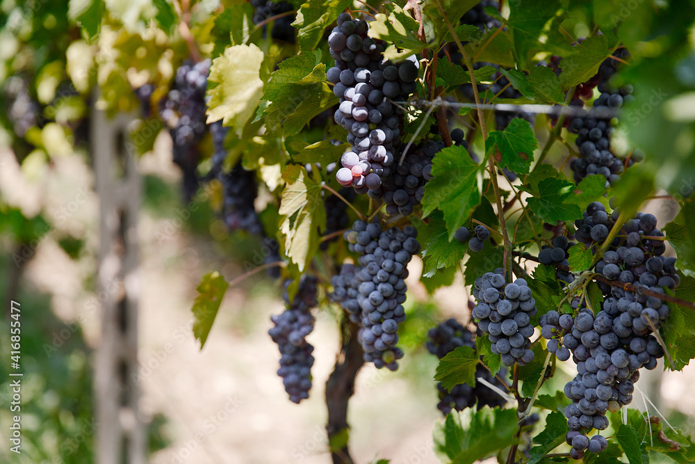 grapes in vineyard