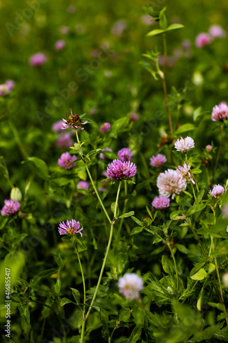 pink flowers