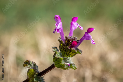 Close up of the blooms of Common Henbit or Henbit Deadnettle (Lamium amplexicaule). Raleigh, North Carolina photo