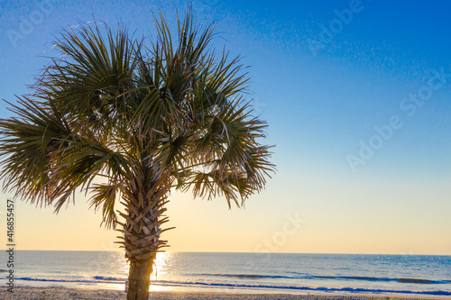 Palmetto tree at sunrise on the Atlantic Ocean coast in Myrtle Beach  South Carolina.