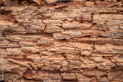 Wall Mural A background image of a close up of the organic texture of a decomposing wood or log