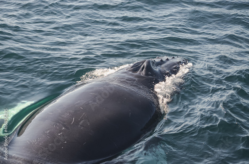 A humpback whale (megaptera novaeangliae) from the back with a view of its blowhole with two open nostrils.  Copy space.  Great South Channel,  North Atlantic.