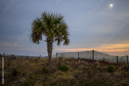 Single palmetto tree on the beach surrounded by sand dunes and sea oats at sunrise in Myrtle Beach, South Carolina, USA