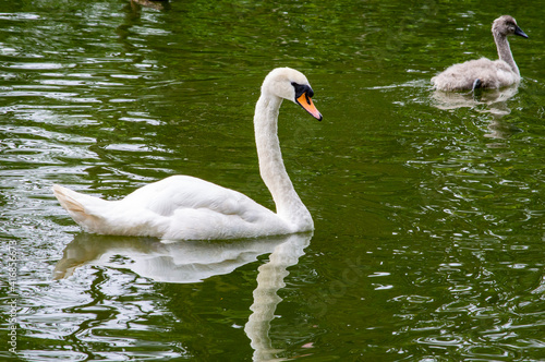 Beautiful swan in a lake.