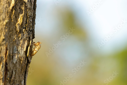 Cicada stains on trees in the forest