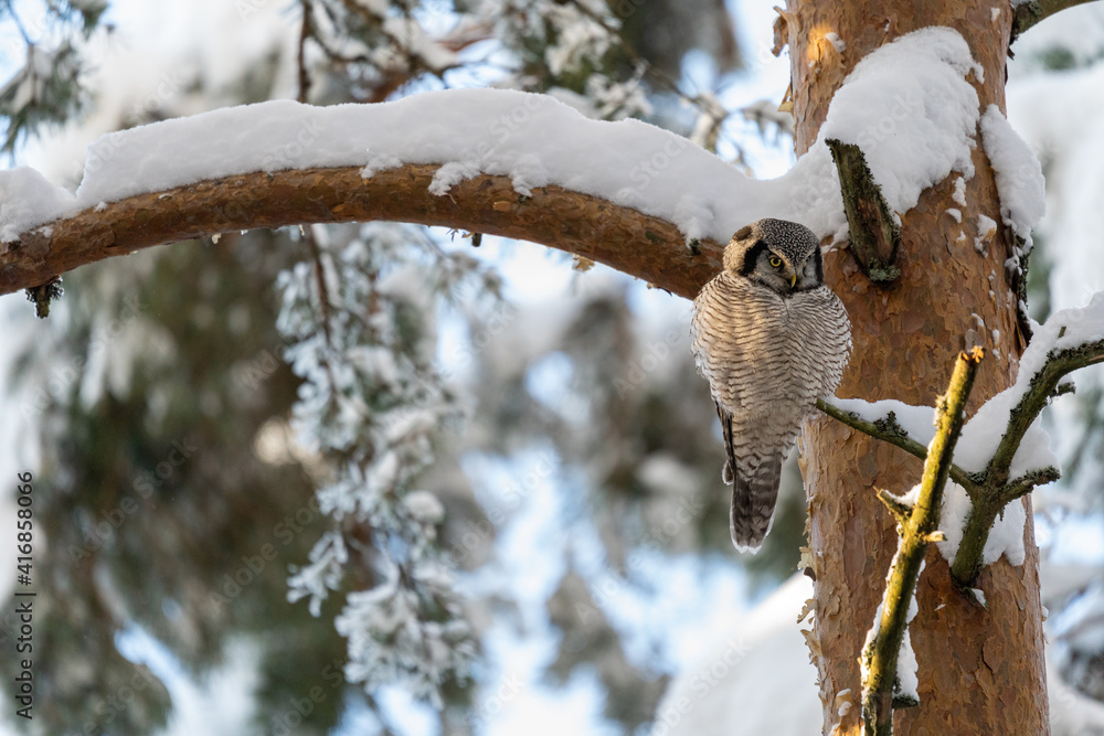 Obraz premium Northern hawk owl perched