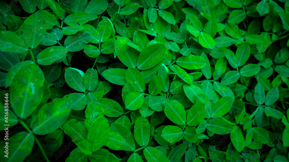 green leaves background green leaves background