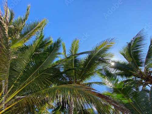 palm tree on blue © jaimie