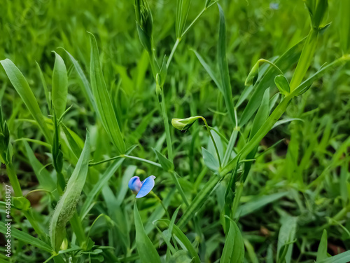 Картината върху платно Lathyrus sativus, also known as grass pea, chickling pea, Indian pea, white pea and white vetch, is a legume commonly grown for human consumption and livestock feed in Asia and East Africa