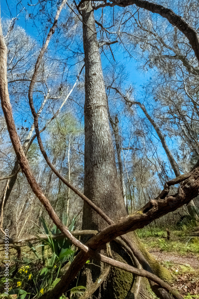 Pignut Hickory (Carya glabra) and Vines at San Felasco Hammock Preserve State Park, Florida