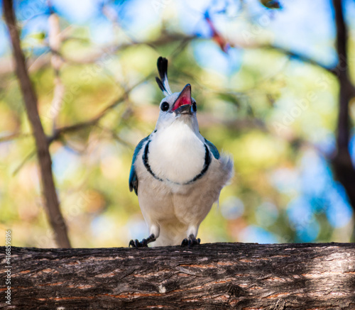 Angry bird recreates a fantastic scene photo